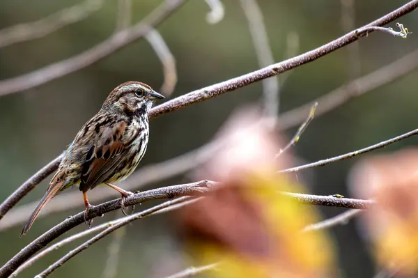 stock image Song Sparrow (Melospiza melodia) sings its melodious tunes in the greenery of Golden Gate Park, San Francisco, delighting visitors with its presence.