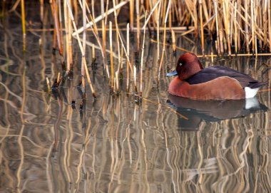 Ferruginous Duck (Aythya nyroca) Avrupa ve Asya 'nın sulak alanlarında zarifçe yüzer, zengin kestane tüyleri bataklık habitatlarına renk katar..