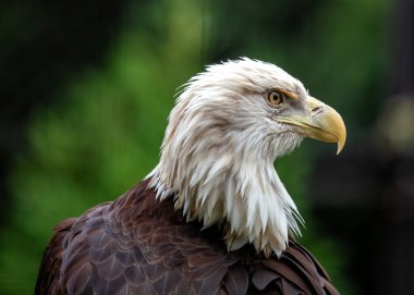 Amerikan Kel Kartalı (Haliaeetus leucocephalus) Kuzey Amerika topraklarının üzerinde yükselir, onun görkemli varlığı özgürlüğü ve gücü sembolize eder..
