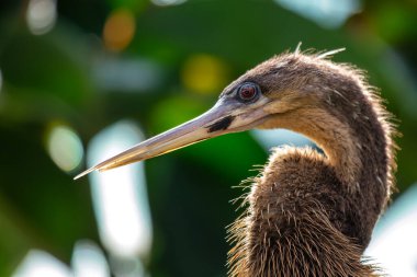 Anhinga (Anhinga anhinga), Florida 'daki Everglades Ulusal Parkı' nın sulak alanları yakınlarında güneşlenir ve parlak görünümünü sergiler..