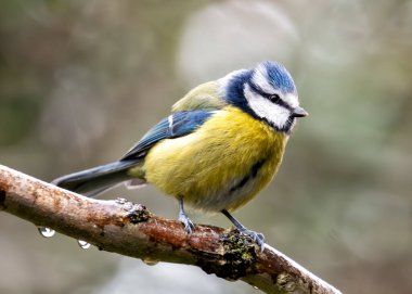 Tiny vibrant blue songbird with a yellow breast, perched among greenery at Dublin's Botanic Gardens. clipart