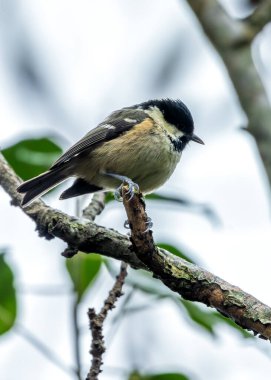 Dublin 'in Ulusal Botanik Bahçeleri' nde yiyecek arayan beyaz yanaklı, küçük siyah tüylü ötücü kuş..