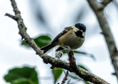 Tiny black-capped songbird with white cheeks, foraging in Dublin's National Botanic Gardens. clipart