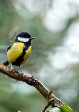 Busy Great Tit with black head & yellow chest, explores Dublin's National Botanic Gardens. clipart