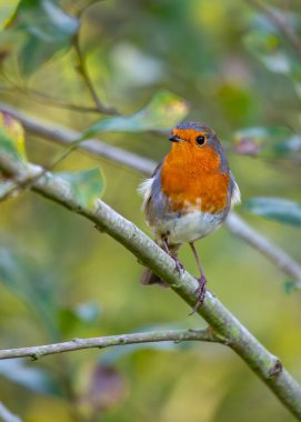 Büyüleyici bir Avrupalı Robin, İrlanda, Dublin 'deki Ulusal Botanik Bahçeleri' nde canlı bitki örtüsü arasında görüldü..