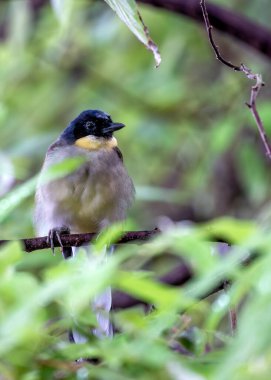 Güneydoğu Asya ormanlarındaki yoğun yeşillikler arasında, mavi bir tacı olan canlı gülen ardıç kuşu..