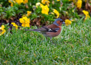 Canlı tüylü erkek Chaffinch Dublin 'deki Ulusal Botanik Bahçeleri' nde şarkı söylüyor..