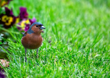 Male Chaffinch with vibrant plumage sings amidst the National Botanic Gardens in Dublin. clipart