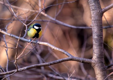 Busy Great Tit with black head & yellow chest, explores Dublin's National Botanic Gardens.