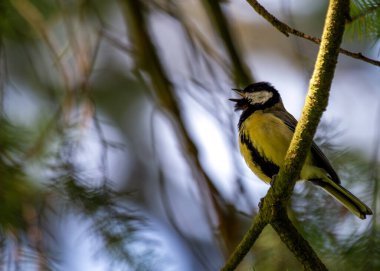 Busy Great Tit with black head & yellow chest, explores Dublin's National Botanic Gardens.