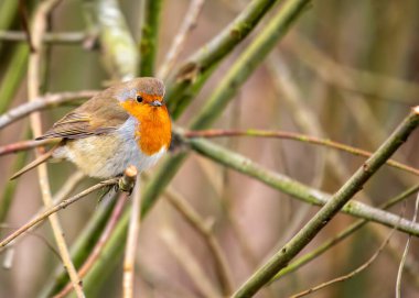 Dublin 'in Ulusal Botanik Bahçeleri' ndeki bir dala tünemiş canlı kırmızı göğüslü yetişkin Robin Red Breast..