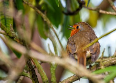 Dublin 'in Ulusal Botanik Bahçeleri' ndeki bir dala tünemiş canlı kırmızı göğüslü yetişkin Robin Red Breast..