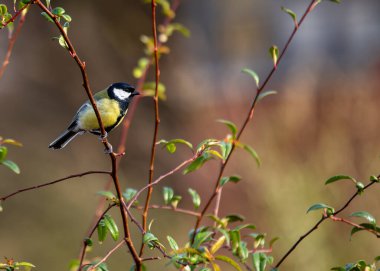 Busy Great Tit with black head & yellow chest, explores Dublin's National Botanic Gardens. clipart