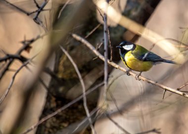 Busy Great Tit with black head & yellow chest, explores Dublin's National Botanic Gardens.