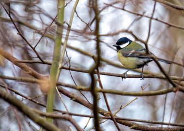 Busy Great Tit with black head & yellow chest, explores Dublin's National Botanic Gardens.