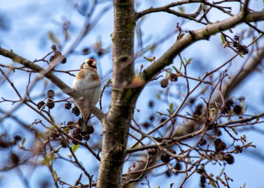 Dublin 'in Botanik Bahçeleri' ndeki bir çiçeğe tünemiş siyah kanatlı ve kırmızı maskeli canlı ispinoz kuşu..