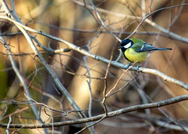 Busy Great Tit with black head & yellow chest, explores Dublin's National Botanic Gardens.