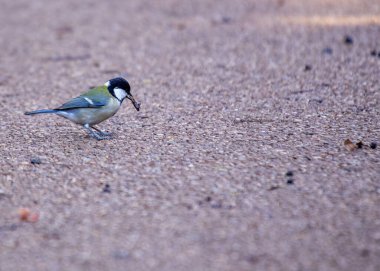 Busy Great Tit with black head & yellow chest, explores Dublin's National Botanic Gardens.