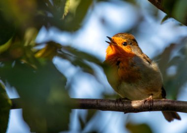 Büyüleyici bir Avrupalı Robin, İrlanda, Dublin 'deki Ulusal Botanik Bahçeleri' nde canlı bitki örtüsü arasında görüldü.. 