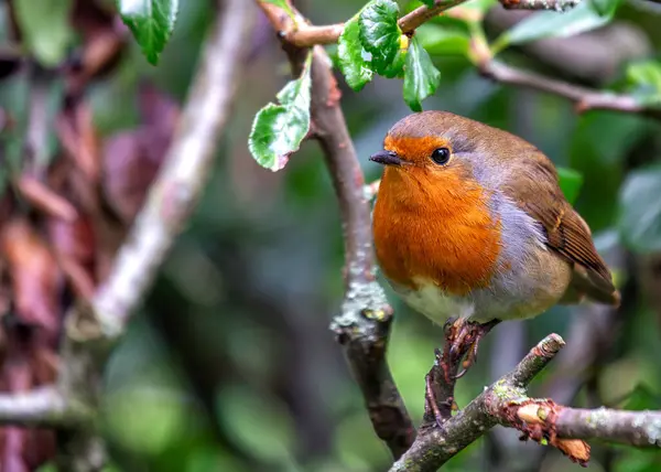 stock image A charming European Robin spotted amidst vibrant flora at National Botanic Gardens, Dublin, Ireland. 