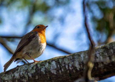 Büyüleyici bir Robin Red Breast (Erithacus rubecula) Ulusal Botanik Bahçeleri, Dublin, İrlanda 'da canlı çiçeklerin arasında görüldü.. 