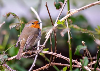 Büyüleyici bir Robin Red Breast (Erithacus rubecula) Ulusal Botanik Bahçeleri, Dublin, İrlanda 'da canlı çiçeklerin arasında görüldü.. 