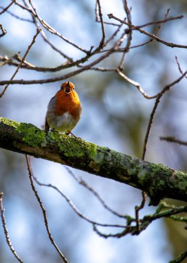 Büyüleyici bir Robin Red Breast (Erithacus rubecula) Ulusal Botanik Bahçeleri, Dublin, İrlanda 'da canlı çiçeklerin arasında görüldü.. 