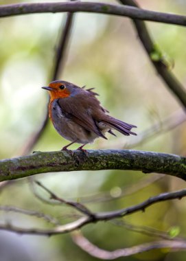 Büyüleyici bir Robin Red Breast (Erithacus rubecula) Ulusal Botanik Bahçeleri, Dublin, İrlanda 'da canlı çiçeklerin arasında görüldü.. 