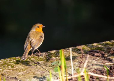 Büyüleyici bir Robin Red Breast (Erithacus rubecula) Ulusal Botanik Bahçeleri, Dublin, İrlanda 'da canlı çiçeklerin arasında görüldü.. 