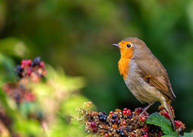 Büyüleyici bir Robin Red Breast (Erithacus rubecula) Ulusal Botanik Bahçeleri, Dublin, İrlanda 'da canlı çiçeklerin arasında görüldü.. 