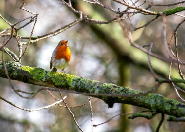 Büyüleyici bir Robin Red Breast (Erithacus rubecula) Ulusal Botanik Bahçeleri, Dublin, İrlanda 'da canlı çiçeklerin arasında görüldü.. 