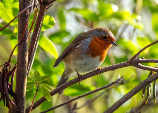 Büyüleyici bir Robin Red Breast (Erithacus rubecula) Ulusal Botanik Bahçeleri, Dublin, İrlanda 'da canlı çiçeklerin arasında görüldü.. 