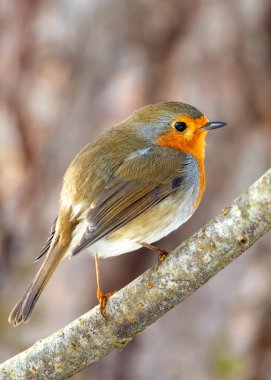 Büyüleyici bir Robin Red Breast (Erithacus rubecula) Ulusal Botanik Bahçeleri, Dublin, İrlanda 'da canlı çiçeklerin arasında görüldü.. 