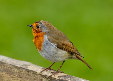 Büyüleyici bir Robin Red Breast (Erithacus rubecula) Ulusal Botanik Bahçeleri, Dublin, İrlanda 'da canlı çiçeklerin arasında görüldü.. 