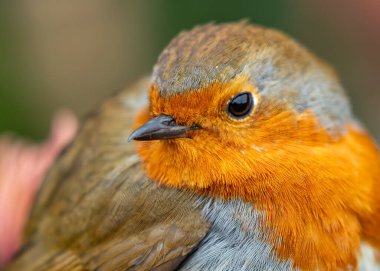 Büyüleyici bir Robin Red Breast (Erithacus rubecula) Ulusal Botanik Bahçeleri, Dublin, İrlanda 'da canlı çiçeklerin arasında görüldü.. 