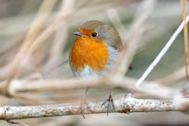 Büyüleyici bir Robin Red Breast (Erithacus rubecula) Ulusal Botanik Bahçeleri, Dublin, İrlanda 'da canlı çiçeklerin arasında görüldü.. 