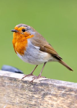 Büyüleyici bir Robin Red Breast (Erithacus rubecula) Ulusal Botanik Bahçeleri, Dublin, İrlanda 'da canlı çiçeklerin arasında görüldü.. 
