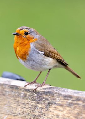 A charming Robin Red Breast (Erithacus rubecula) spotted amidst vibrant flora at National Botanic Gardens, Dublin, Ireland.  clipart