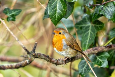 Büyüleyici bir Robin Red Breast (Erithacus rubecula) Ulusal Botanik Bahçeleri, Dublin, İrlanda 'da canlı çiçeklerin arasında görüldü.. 