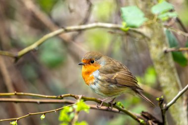 Büyüleyici bir Robin Red Breast (Erithacus rubecula) Ulusal Botanik Bahçeleri, Dublin, İrlanda 'da canlı çiçeklerin arasında görüldü.. 