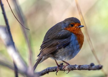 Büyüleyici bir Robin Red Breast (Erithacus rubecula) Ulusal Botanik Bahçeleri, Dublin, İrlanda 'da canlı çiçeklerin arasında görüldü.. 