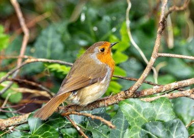 Büyüleyici bir Robin Red Breast (Erithacus rubecula) Ulusal Botanik Bahçeleri, Dublin, İrlanda 'da canlı çiçeklerin arasında görüldü.. 