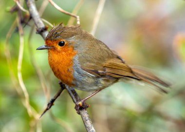 Büyüleyici bir Robin Red Breast (Erithacus rubecula) Ulusal Botanik Bahçeleri, Dublin, İrlanda 'da canlı çiçeklerin arasında görüldü.. 