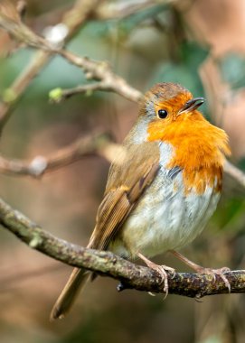 Büyüleyici bir Robin Red Breast (Erithacus rubecula) Ulusal Botanik Bahçeleri, Dublin, İrlanda 'da canlı çiçeklerin arasında görüldü.. 