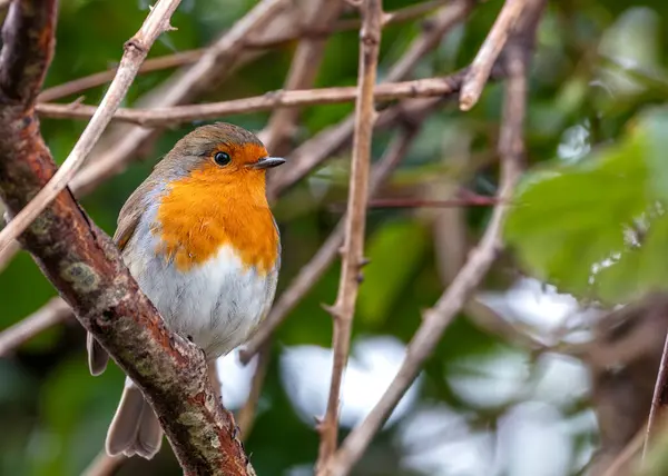 stock image A charming Robin Red Breast (Erithacus rubecula) spotted amidst vibrant flora at National Botanic Gardens, Dublin, Ireland. 