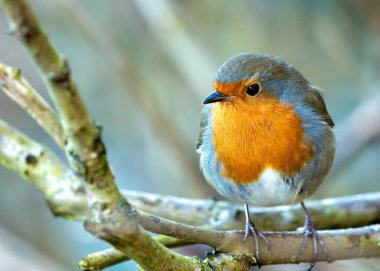 Büyüleyici bir Robin Red Breast (Erithacus rubecula) Ulusal Botanik Bahçeleri, Dublin, İrlanda 'da canlı çiçeklerin arasında görüldü.. 