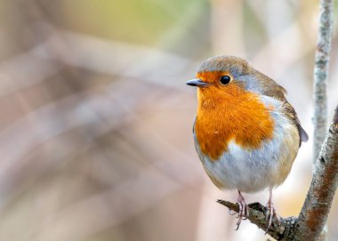 Büyüleyici bir Robin Red Breast (Erithacus rubecula) Ulusal Botanik Bahçeleri, Dublin, İrlanda 'da canlı çiçeklerin arasında görüldü.. 