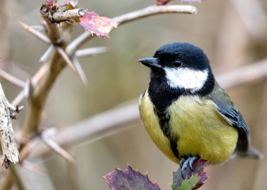 Busy Great Tit with black head & yellow chest, explores Dublin's National Botanic Gardens.