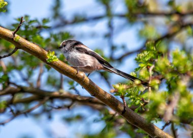 Dublin 'in Botanik Bahçeleri' nde dallar arasında uçan inanılmaz uzun kuyruklu zarif bir ötücü kuş..