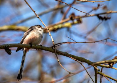 Dublin 'in Botanik Bahçeleri' nde dallar arasında uçan inanılmaz uzun kuyruklu zarif bir ötücü kuş..